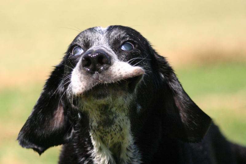 Lord Helmchen oder auch Hunde können Grimassen schneiden