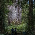 Lord of the Forest , Neuseeland