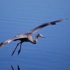 Lord of the Lake