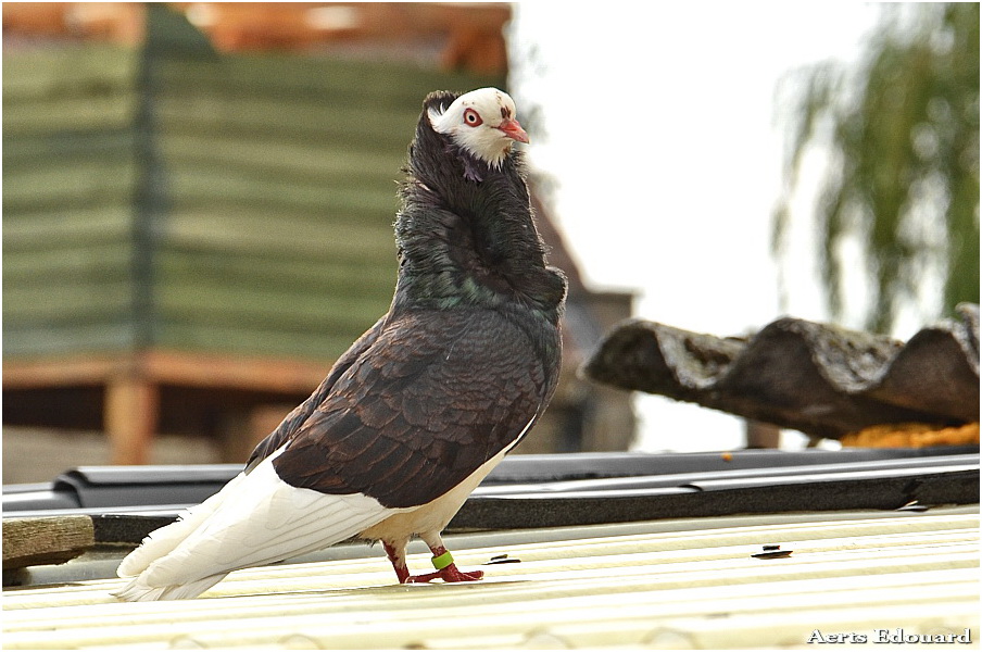 Lord Pigeon