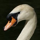 Lord Swan