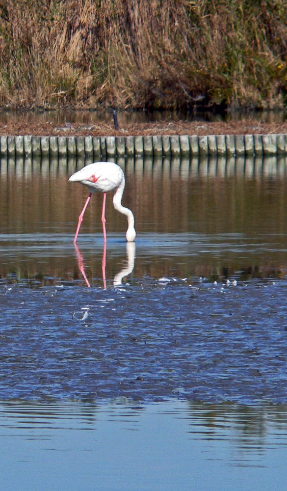 " Lordose "  beim Flamingo ???