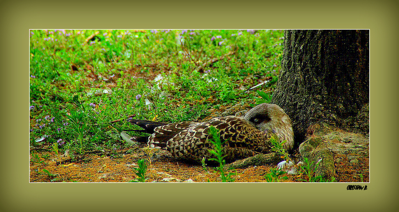 L'oreiller en plumes...