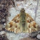 Loreley-Dickkopffalter (Carcharodus lavatherae) - L'Hespérie de l'Epiaire. 