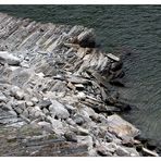 Loreleyfuß im Rhein sonst nicht zu sehen