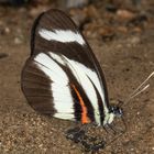 Lorena White (Perrhybris lorena)