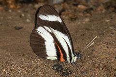 Lorena White (Perrhybris lorena)