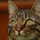 User Profile Photo