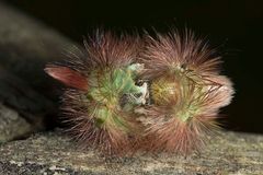 L'Orgye pudibonde (Calliteara pudibunda, famille Erebidae)