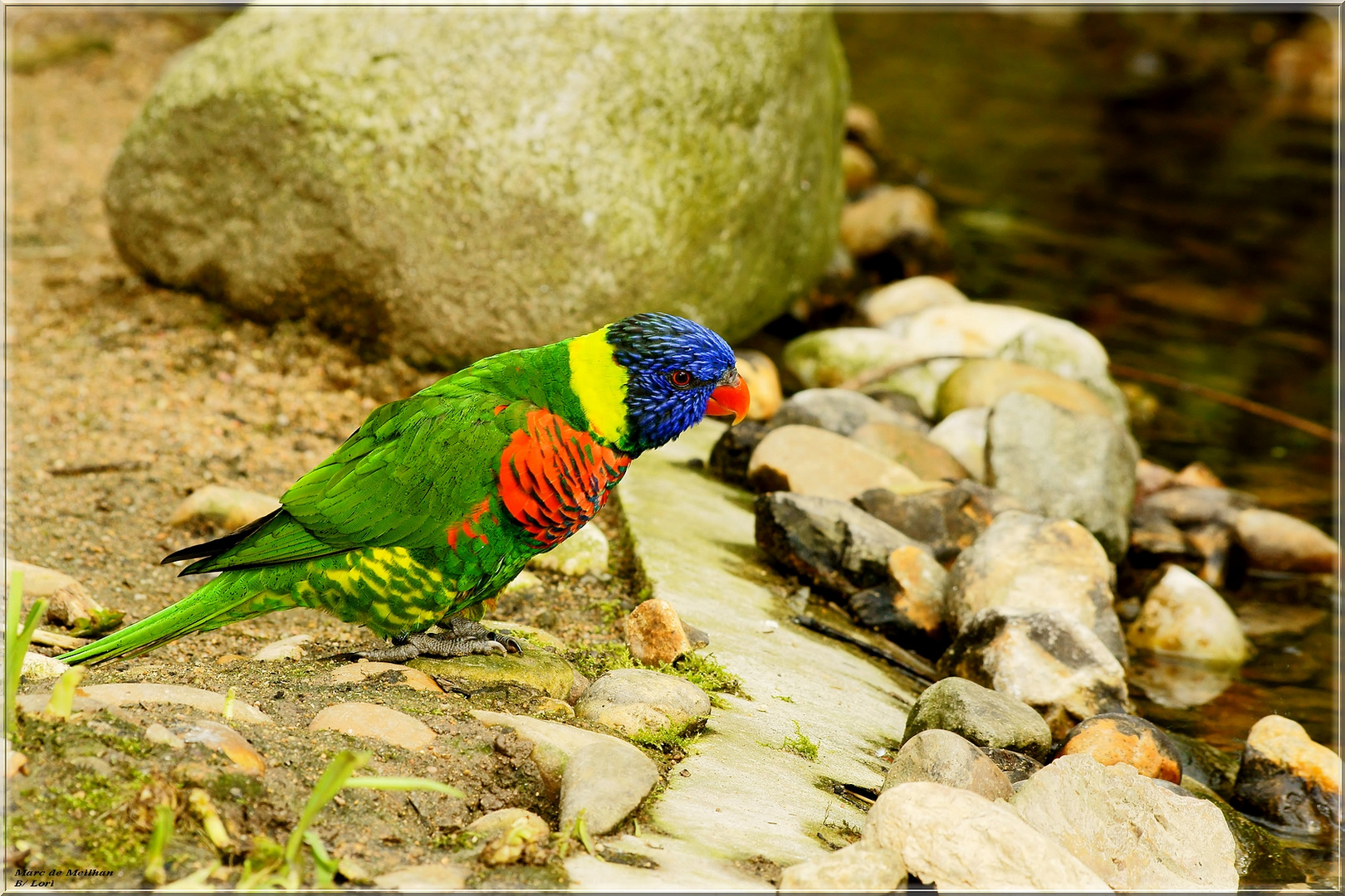 LORI à nuque Verte photo et image animaux, nature Images