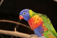 Lori aus dem Allwetter-Zoo in Münster