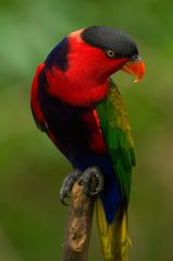 Lori im Jurong Bird Park - Singapur