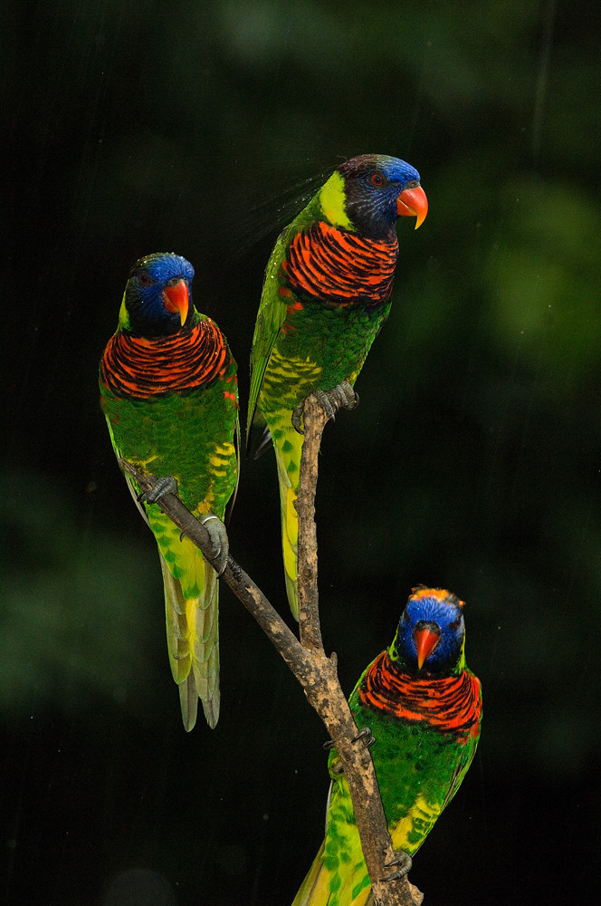 Lories im Regen - Jurong Bird Park - Singapur