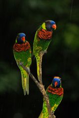 Lories im Regen - Jurong Bird Park - Singapur