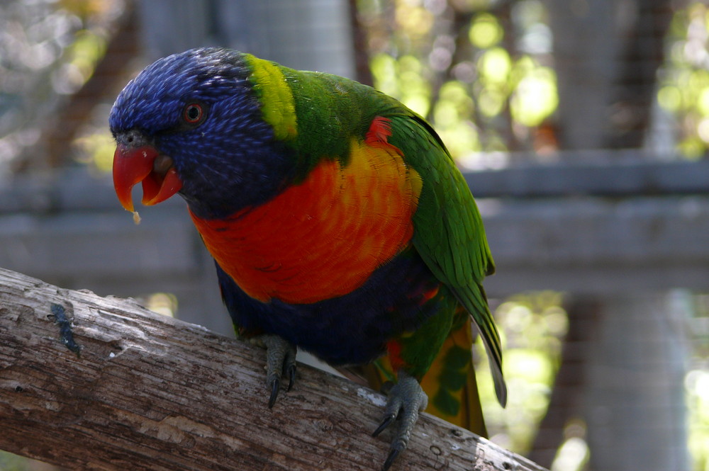 Lorikeet