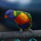 Lorikeet