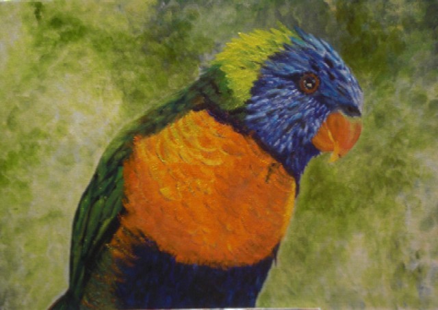 Lorikeet