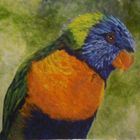 Lorikeet