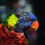 Lorikeet