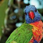 Lorikeet