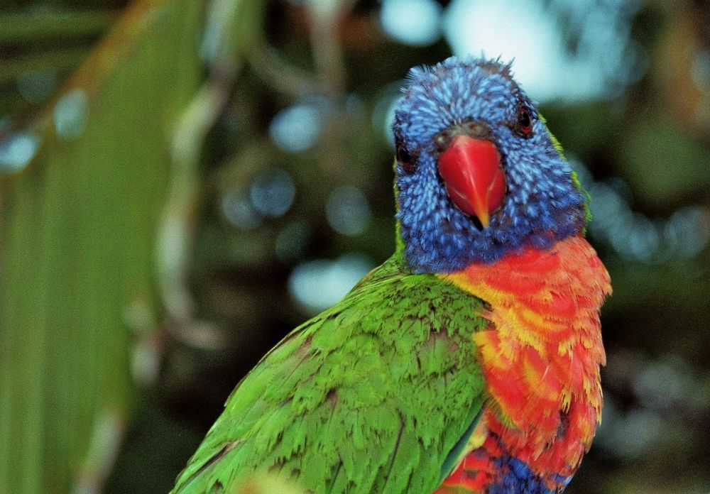 Lorikeet