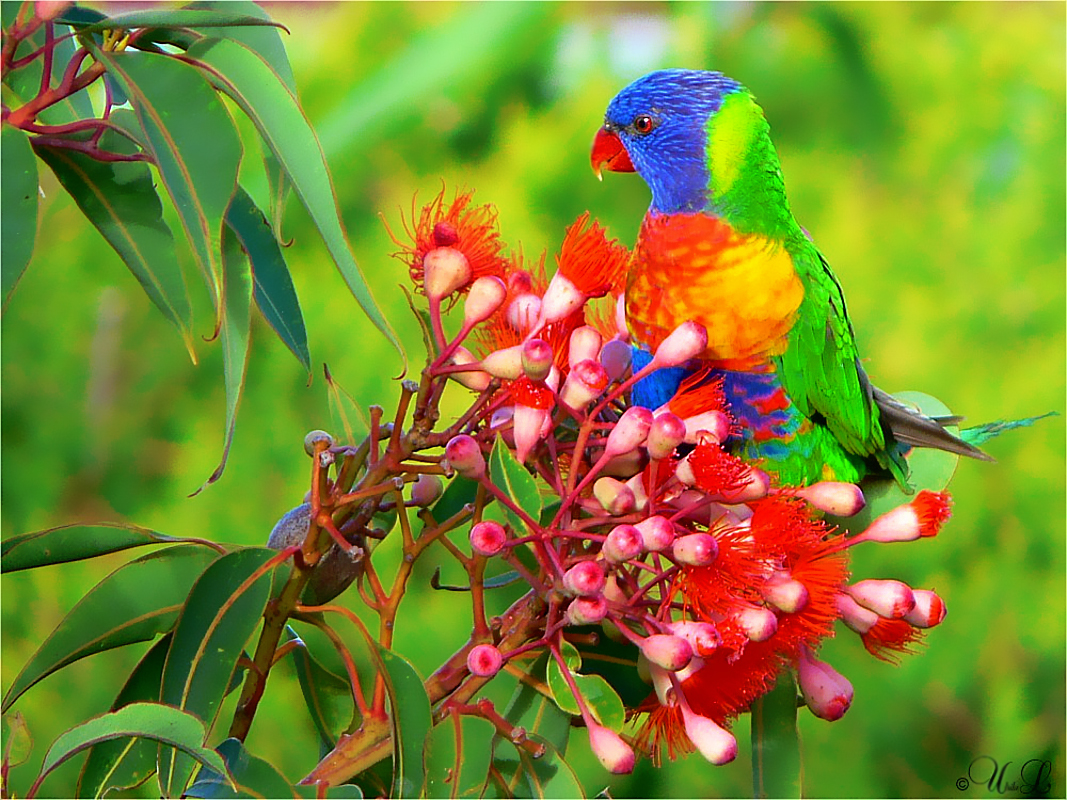 ** Lorikeet on Red Eucalyptus **