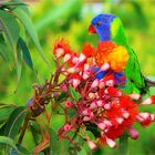 ** Lorikeet on Red Eucalyptus **