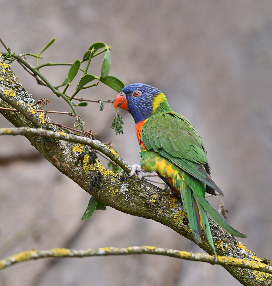 Loriquet à tête bleue