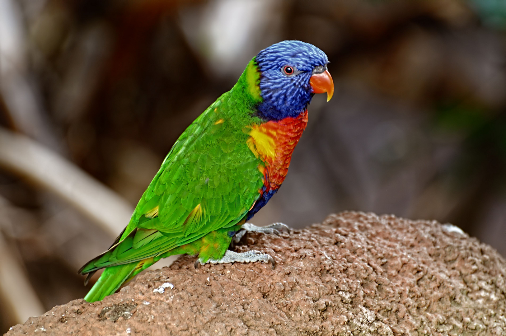 Loris Foto & Bild | tiere, zoo, wildpark & falknerei, vögel Bilder auf