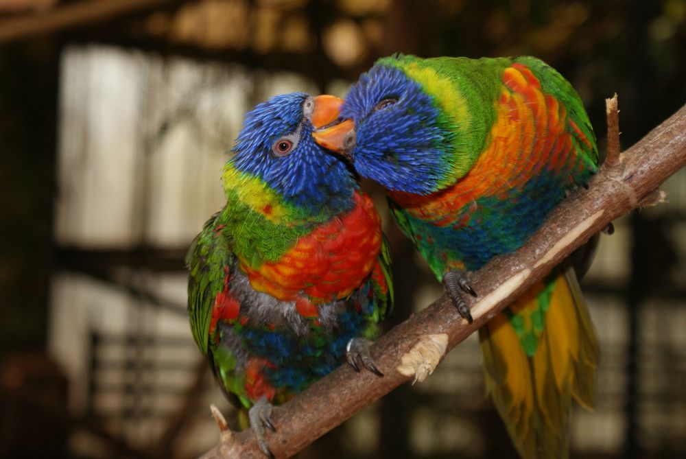 Loris Foto & Bild | tiere, tierfreundschaften, fotos Bilder auf