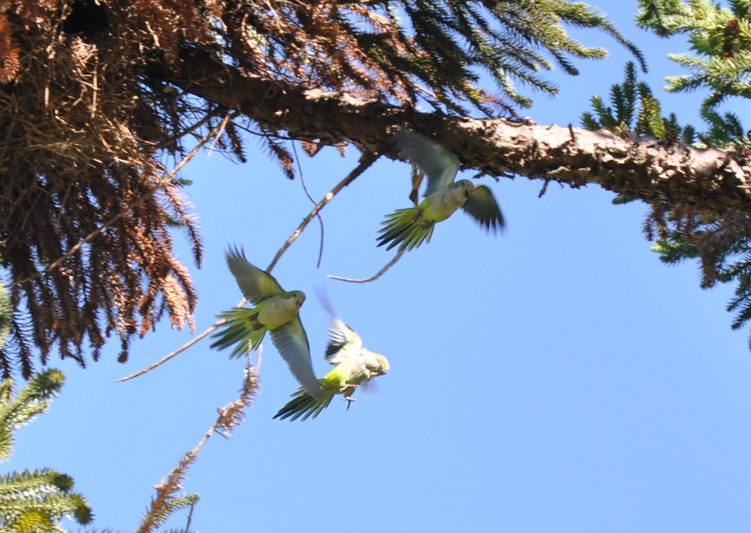 Loris in Lobos - Argentinien