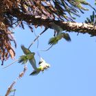 Loris in Lobos - Argentinien