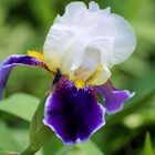 Lori's Iris