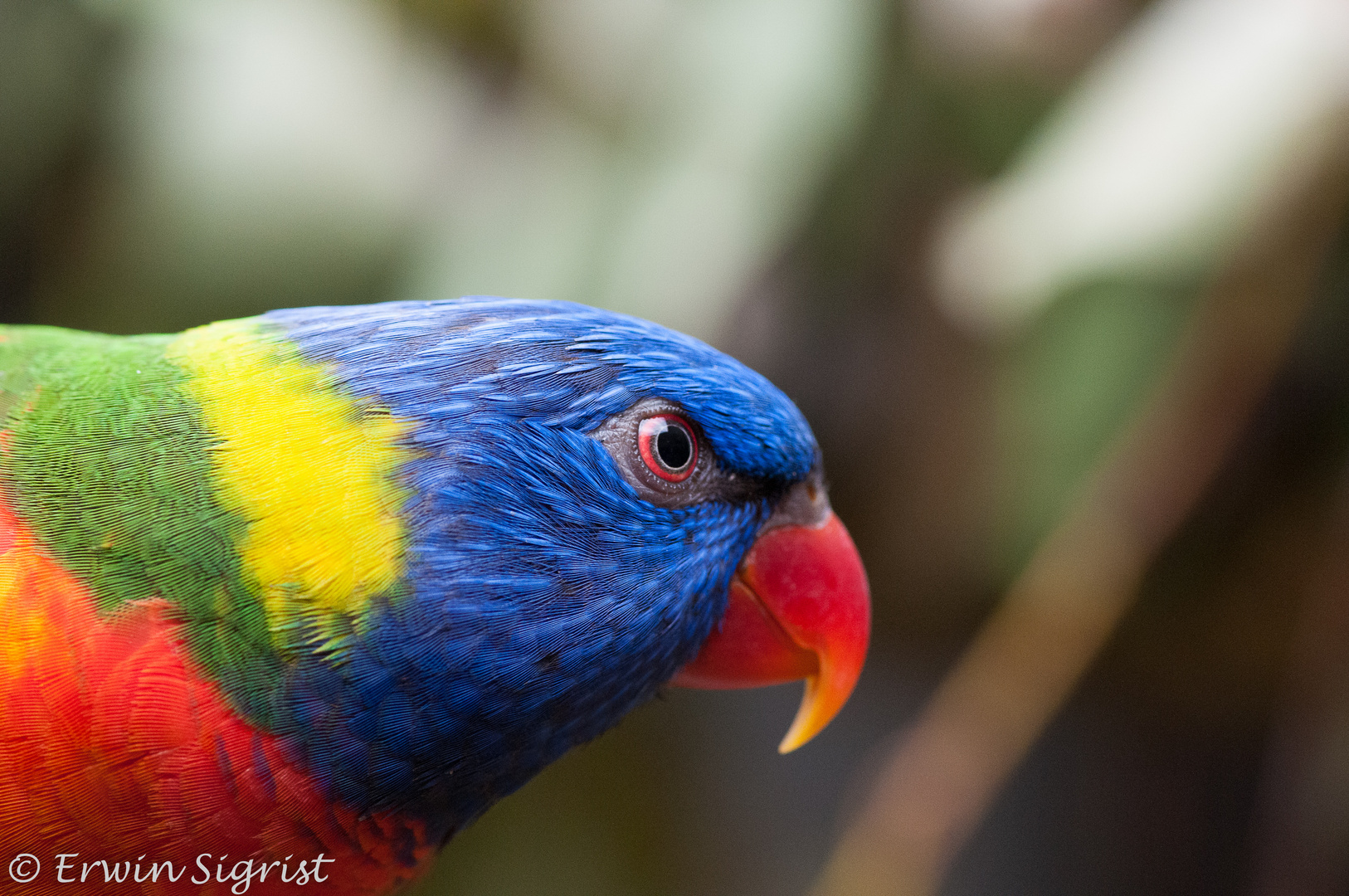 Loris / Lorikeet