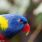 Loris / Lorikeet