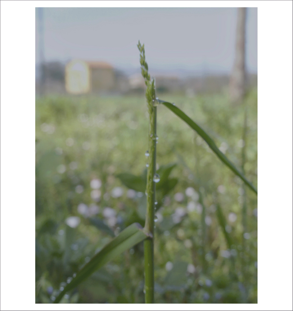 .l'orizzonte di un ....