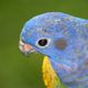 Loro Cabeza Azul Pionus menstrus