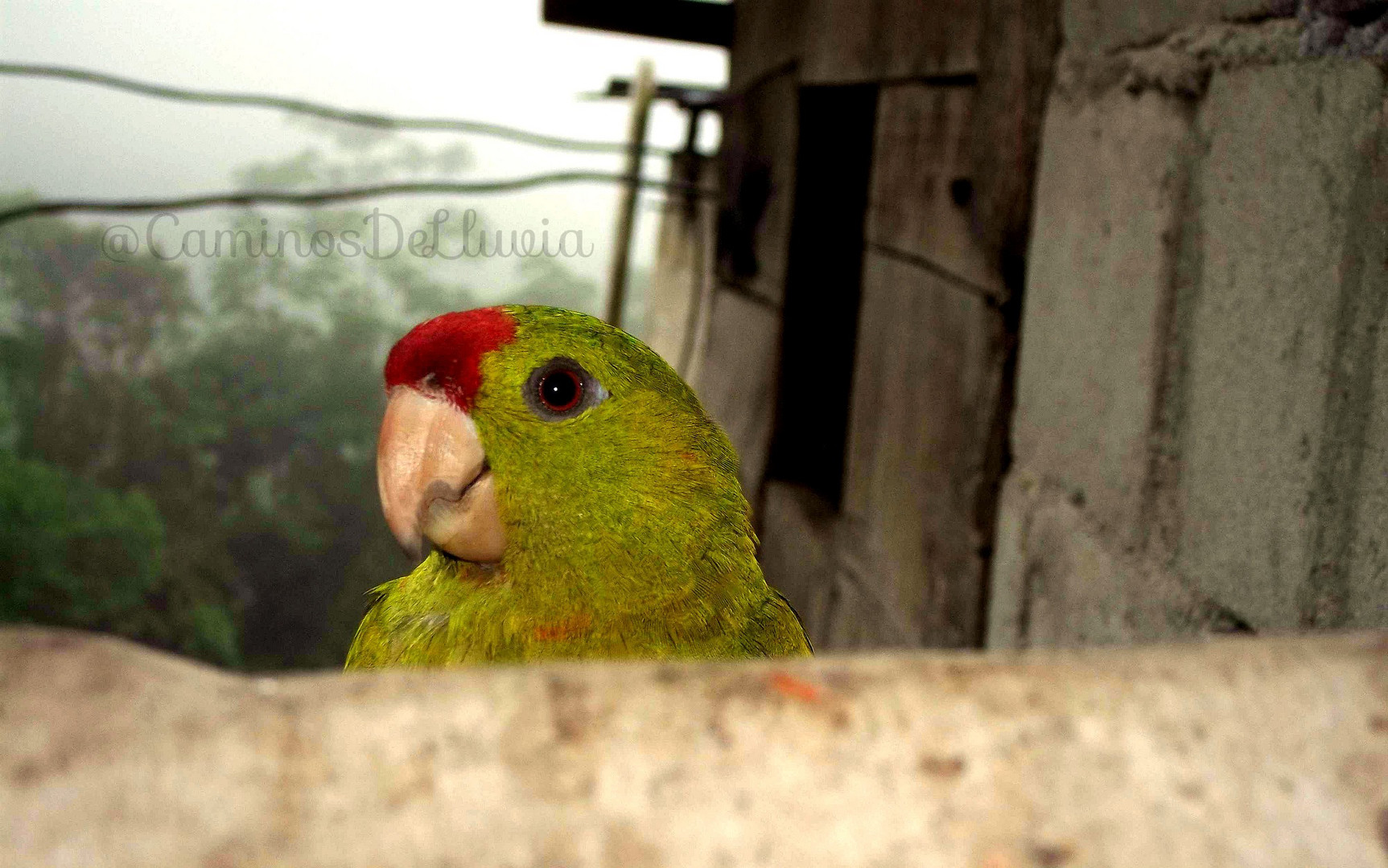 Loro Copete Rojo