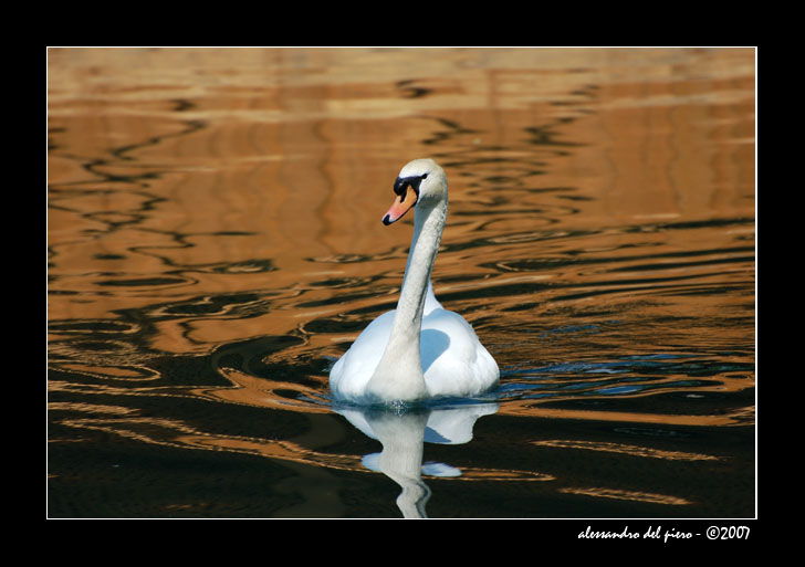 l'oro del Re