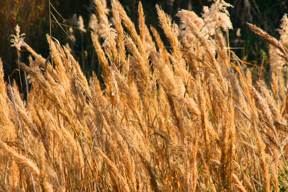 L'oro della Natura