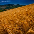 L'Oro della Val Tidone, Giugno 2010