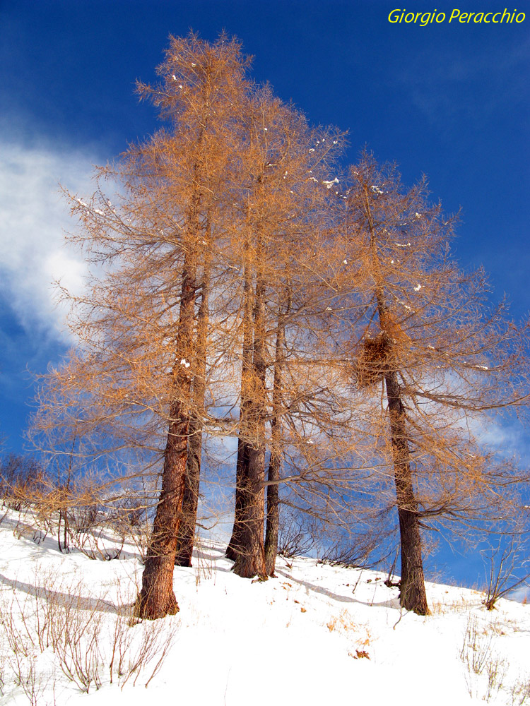 L'Oro di montagna