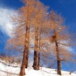 L'Oro di montagna