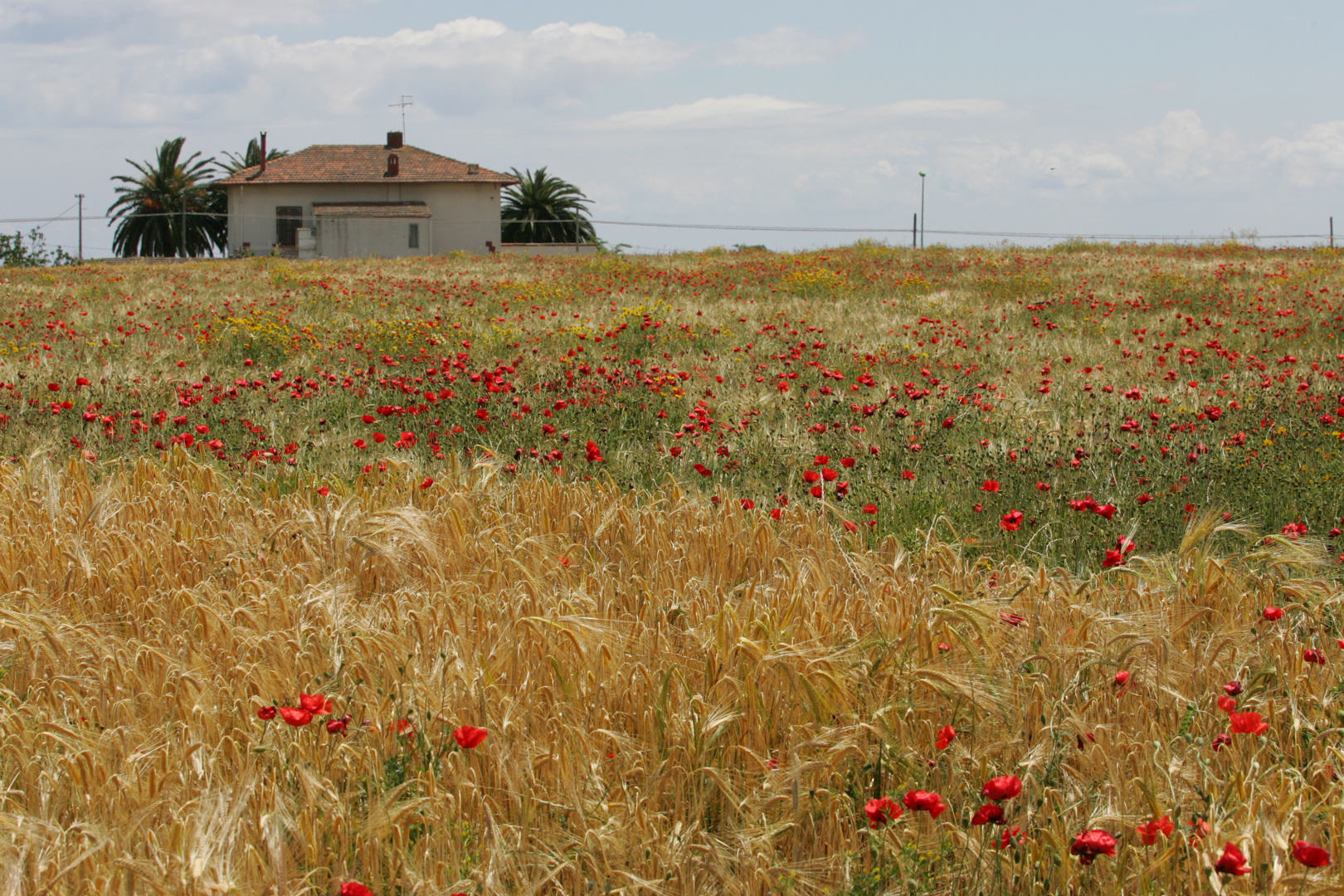 L'ORO DI PUGLIA