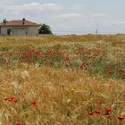 L'ORO DI PUGLIA