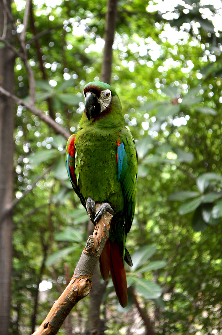 Loro en su  naturaleza 