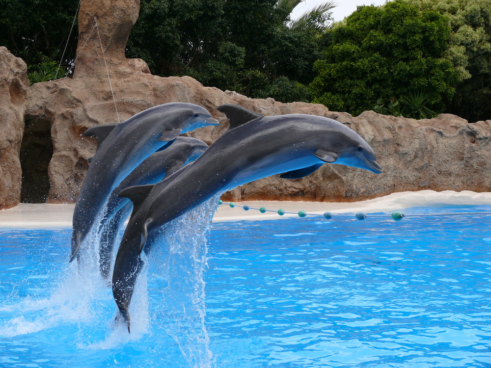 Loro Park Teneriffa