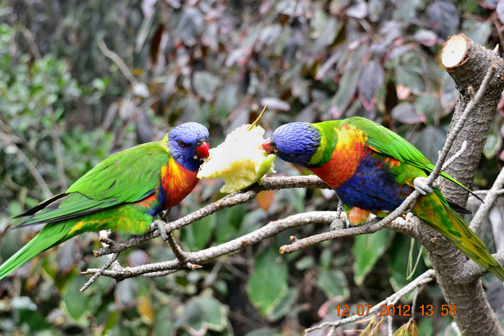 Loro Park Teneriffa