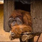 LORO  PARQUE 03