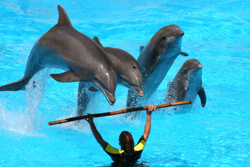 Loro Parque